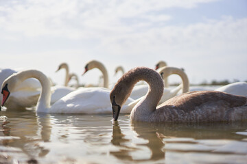 Beautiful white swan flock floating in the lake.