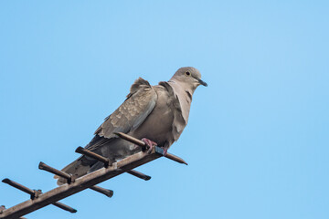 Eurasian collared dove, Collared dove, Streptopelia decaocto