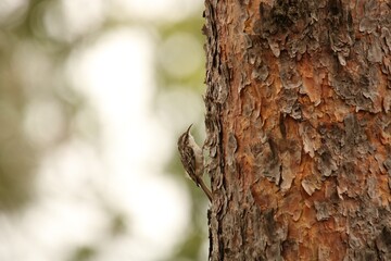 short-toed tree creeper on tree