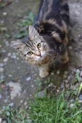 cat in the garden