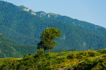 Landscape with alone tree and mountains, Armenia