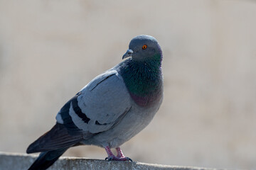 Rock Dove.
The rock dove, rock pigeon, or common pigeon is a member of the bird family Columbidae. In common usage, this bird is often simply referred to as the "pigeon". 