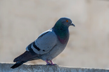 Rock Dove.
The rock dove, rock pigeon, or common pigeon is a member of the bird family Columbidae. In common usage, this bird is often simply referred to as the "pigeon". 