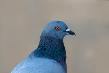 Rock Dove.
The rock dove, rock pigeon, or common pigeon is a member of the bird family Columbidae. In common usage, this bird is often simply referred to as the "pigeon". 