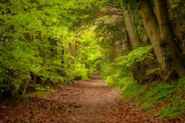 footpath in the woods