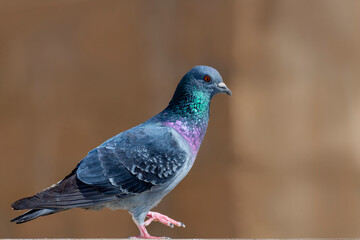 Rock Dove.
The rock dove, rock pigeon, or common pigeon is a member of the bird family Columbidae. In common usage, this bird is often simply referred to as the "pigeon". 