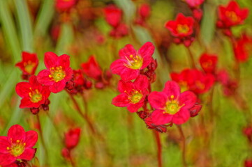 Obraz na płótnie Canvas macro shot of red stone crusher flowers