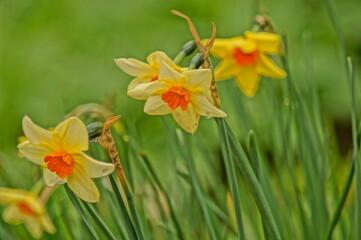 daffodils bloom in the garden