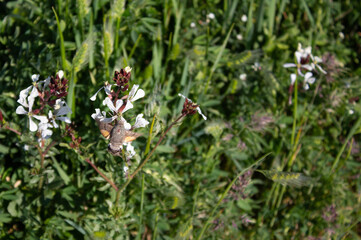 Spring flowers and landscapes in northern Spain