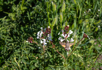 Spring flowers and landscapes in northern Spain