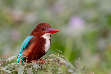 White-throated kingfisher.
The white-throated kingfisher (Halcyon smyrnensis) also known as the white-breasted kingfisher is a tree kingfisher, widely distributed in Asia.