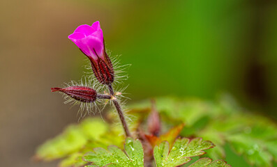Pink geranium flower bud with bokeh 