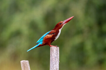 White-throated kingfisher.
The white-throated kingfisher (Halcyon smyrnensis) also known as the white-breasted kingfisher is a tree kingfisher, widely distributed in Asia.