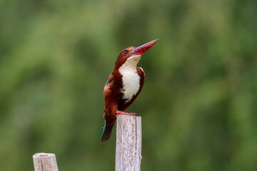 White-throated kingfisher.
The white-throated kingfisher (Halcyon smyrnensis) also known as the white-breasted kingfisher is a tree kingfisher, widely distributed in Asia.