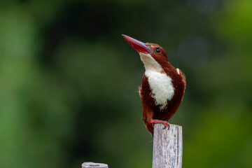 White-throated kingfisher.
The white-throated kingfisher (Halcyon smyrnensis) also known as the...