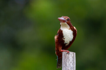 White-throated kingfisher.
The white-throated kingfisher (Halcyon smyrnensis) also known as the white-breasted kingfisher is a tree kingfisher, widely distributed in Asia.
