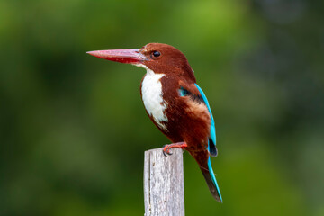 White-throated kingfisher.
The white-throated kingfisher (Halcyon smyrnensis) also known as the white-breasted kingfisher is a tree kingfisher, widely distributed in Asia.