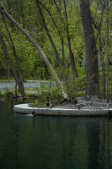 beautiful spring park and a couple of duck on the lake