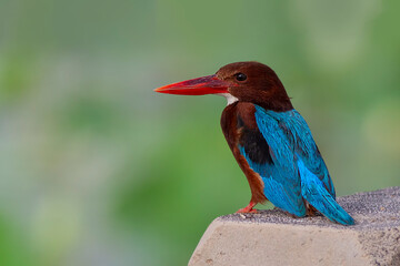 White-throated kingfisher.
The white-throated kingfisher (Halcyon smyrnensis) also known as the white-breasted kingfisher is a tree kingfisher, widely distributed in Asia.