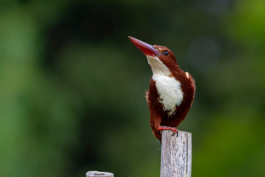 White-throated kingfisher.
The white-throated kingfisher (Halcyon smyrnensis) also known as the white-breasted kingfisher is a tree kingfisher, widely distributed in Asia.