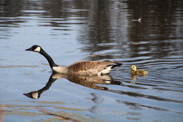 Mother Goose With Her Gosling, U of A Botanic Gardens, Devon, Alberta