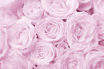 sweet pink rose in soft color and blur style for valentines day and wedding background
