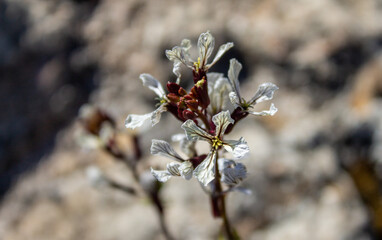 Spring flowers and landscapes in northern Spain