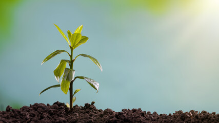 Young sapling growing in the spring sun