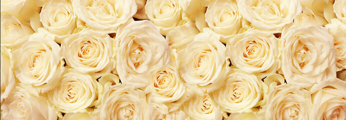 Flowers wall background with amazing white roses, wedding decorations, handmade. Tinting.baner
