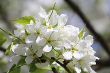 Fototapeta premium Spring Blooms, U of A Botanic Gardens, Devon, Alberta