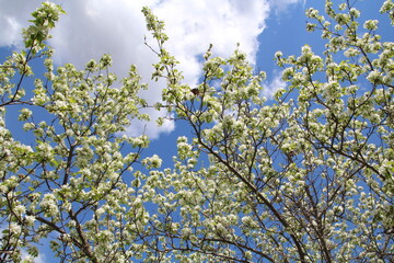 Spring Above Us, U of A Botanic Gardens, Devon, Alberta