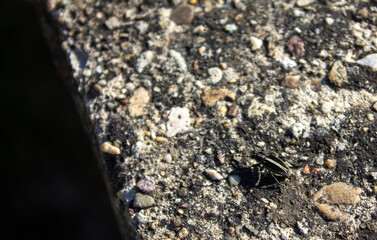 Spring flowers and landscapes in northern Spain