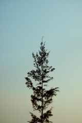 Vertical shot of a single tall tree with dark leaves beneath a cloudless gradient sky