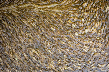 Close up of patterns of organic matter and debris caught in river eddy