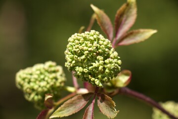 red elderberry bud with branch and leaves in the background