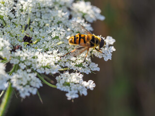 Close-up of a bee on a white blossom