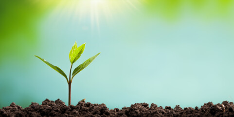 Young sapling growing in the sunlight