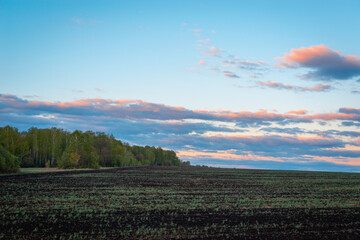 Green forest and pink sky with clouds at sunset.