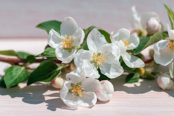 Naklejka na ściany i meble Flowers from an apple tree are on the table.