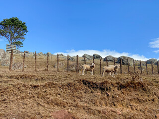 Fototapeta na wymiar Sheeps on Stony Batter Historic Reserve, Waiheke Island, Auckland, New Zealand