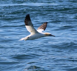  Fous de Bassan en Bretagne