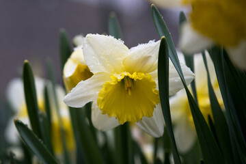 un bel gruppo di fiori primaverili, fiori colorati in primavera, la natura e i suoi colori bellissimi
