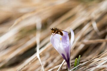 un piccolo insetto mentre si scalda e si riposa al di sopra di un crocco viola in primavera
