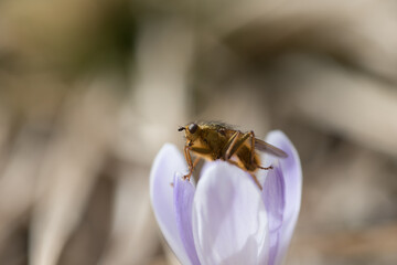 un piccolo insetto mentre si scalda e si riposa al di sopra di un crocco viola in primavera