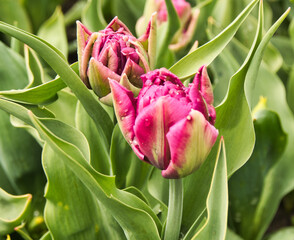 Wiosenna młodość tulipana.
