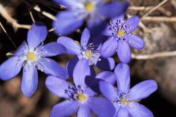 un bel gruppo di fiori primaverili, fiori colorati in primavera, la natura e i suoi colori...