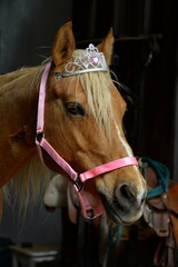 Prinzessinen Pony.Schönes Pferd mit Diadem