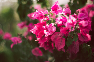 Arbusto de buganvilias con flores rosas desenfocadas.