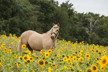 Pferd im Sonnenblumenfeld
