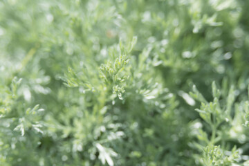 Blurry silvery leaves of Artemisia absinthium. Green blurred vegetative background.
